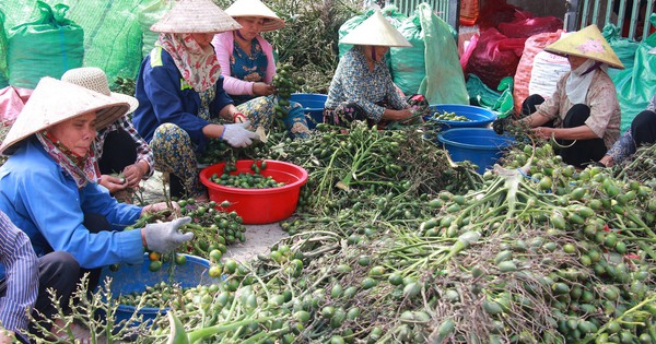 cau hai duong 4 1728458303060814482526 107 0 1707 2560 crop 17284587848911659329389