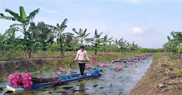 dao ranh trong bong sung thai lan o tinh hau giang 17292538677141959222903 0 0 301 575 crop 1729253887531798352527