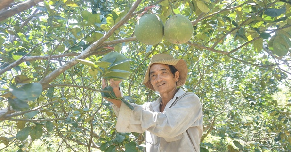 Trồng cây đặc sản ra quả ngon, vườn đẹp như phim, một nông dân Đà Nẵng hễ bẻ bán là hết veo 8 hinh 1 1730043447121411033914 193 0 1533 2560 crop 1730045614506867737457