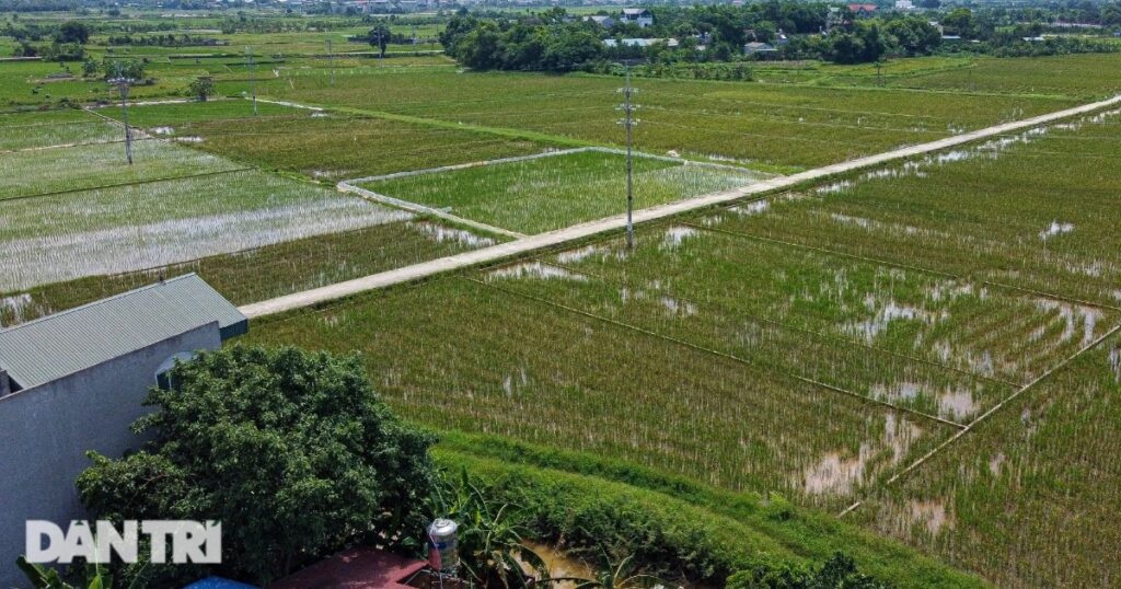 hoa lac 2 crop crop 1728297757198