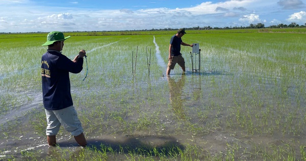 Một HTX ở An Giang, lo chuyện nước nôi cho 1.200ha lúa, trở thành HTX tiêu biểu toàn quốc năm 2024 7 htx cho vam 1 copy 1729740089416198395438 290 0 960 1280 crop 17297413876121037196254