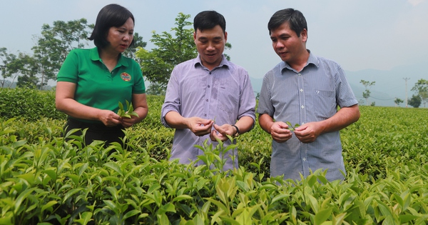 Ở Tuyên Quang có một Nông dân Việt Nam xuất sắc thu tiền tỷ nhờ trồng chè, chế biến chè ngon nức tiếng 15 img 2322 17276681726571904460333 253 0 1300 2000 crop 17277919043001336181740