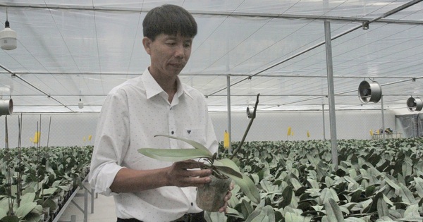 Chi hàng chục tỷ trồng lan công nghệ cao, một người Thái Nguyên tham vọng xuất khẩu ra nước ngoài 17 img20241004220834 17280551559331881208320 359 0 1699 2560 crop 17280551985331277998640