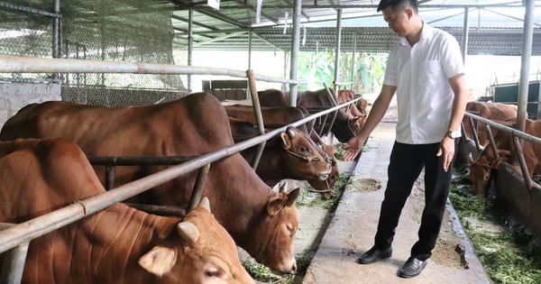 Giám đốc hợp tác xã ở Hà Giang liên kết với nông dân xây dựng thương hiệu cho giống bò vàng đặc sản 13 img3929 1727857985519879268683 100 0 1600 2400 crop 1727859364437303632083