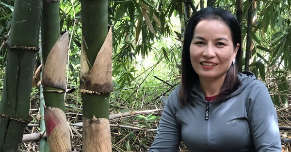 Loại cây "nồi đồng cối đá" ra "rau non" liên tù tì, vợ chồng nông dân Bình Thuận thu tiền quanh năm 13 mang 1 17295791007261303487062 75 57 546 956 crop 1729579160007945597620