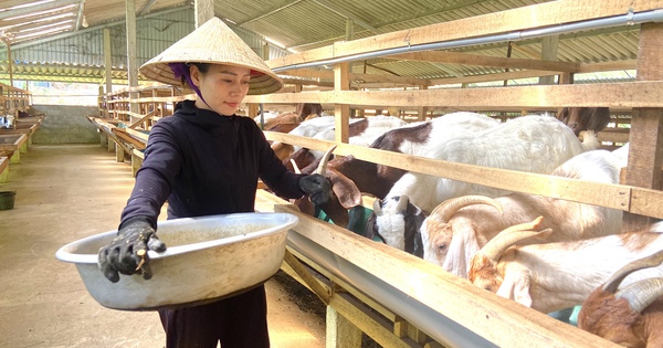 mh de chi hien 1729135626060512554339 182 0 1229 2000 crop 17291356331521317555167