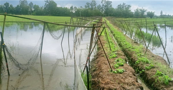 Nuôi cá đồng trong ruộng lúa, trên bờ trồng rau ở Hậu Giang, nông dân có thu nhập tốt hơn hẳn 2 nuoi ca dong mua nuoc noi o hau giang 1729254772460425395622 0 0 301 575 crop 17292547998491791831177
