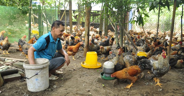 nuoi ga duoc lieu o ba che 4 1725466932354818324197 286 0 1626 2560 crop 1725467045733256477974