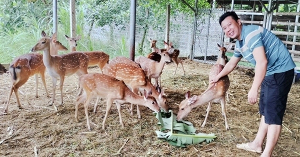 Nghỉ việc công ty, kỹ sư Tuyên Quang về quê nuôi con đặc sản, hễ bán một con đực cầm ngay 15 triệu đồng 3 nuoi huou lay nhung ban huou duc giong la mo hinh nuoi dong vat hoang da o tuyen quang 1730363486951517627043 21 0 351 630 crop 17303637462172010305823
