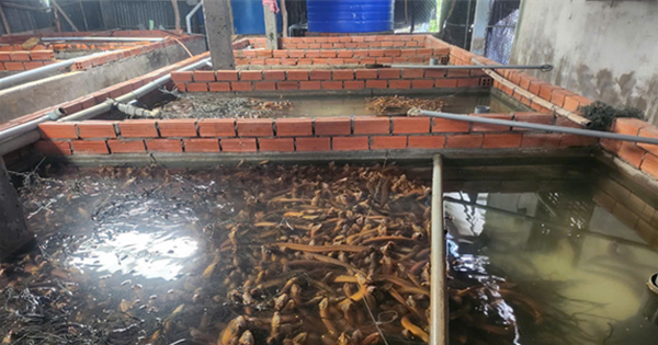 nuoi luon khong bun o hau giang gia luon nuoi dang tang cao 1730038937224169141063 0 0 301 575 crop 17300389835481428346164