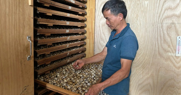 Thứ chim bé như nắm tay, tối ngày chỉ ăn với đẻ, ông nông dân Lâm Đồng nuôi thành công, hưởng "lương cao" 3 ongdong2024091807315720240918201440 1729734465413 17297344673972089959379 24 0 694 1280 crop 1729734751519225001836