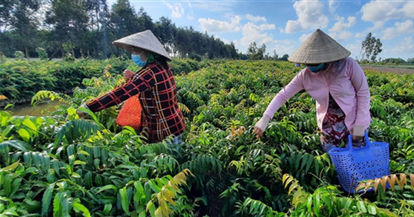 rau choai hau giang rau dai rau rung 1730352278268807871014 0 0 258 493 crop 17303523899301827785433