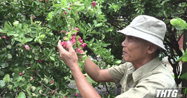 Cây siro, cây hàng rào của nông dân Tiền Giang tốt um, trái chín đỏ cành, bán cây giá 5 triệu/cặp 11 vuon cay siro tien giang 3 17296128308191685677351 22 0 424 768 crop 1729613489086967069477