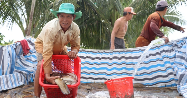 zalo124178136373043 17298276040981696622031 279 0 1619 2560 crop 17298288089041086778360