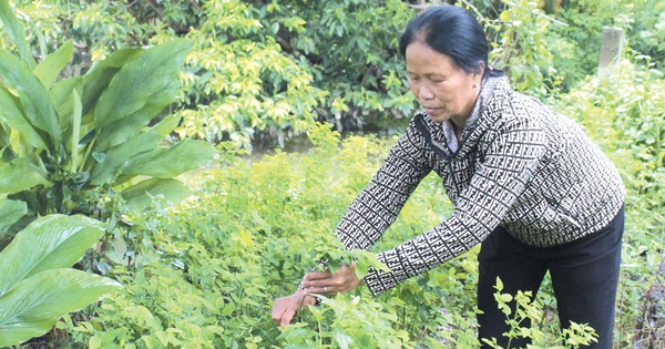 Ở một xã của Hà Nam, nông dân chuyển sang trồng rau màu theo mùa, mỗi nhà "nhận lương" 5-6 triệu/tháng 2 20241014193518 10127 1731577971146 17315779715461758605124 25 0 496 900 crop 1731578164664811994086