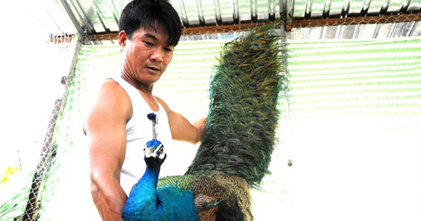 Vật nuôi đuôi dài xưa là động vật hoang dã, nay có trong sách Đỏ, trai Cần Thơ bán 6 triệu đồng/cặp 2 atoan 1730530102368 17305301026971728346150 14 0 312 570 crop 1730530241194415240453