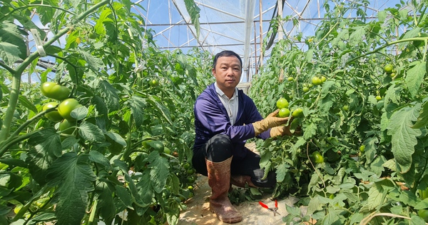 bo viec luong 40 trieu de ve da lat trong ca chua 5 17308816774288378094 64 23 839 1503 crop 1730882187703830600644