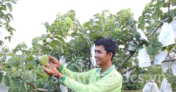 cay na thai 1731570090299 17315700904911634082340 0 0 419 800 crop 17315703562461928293395