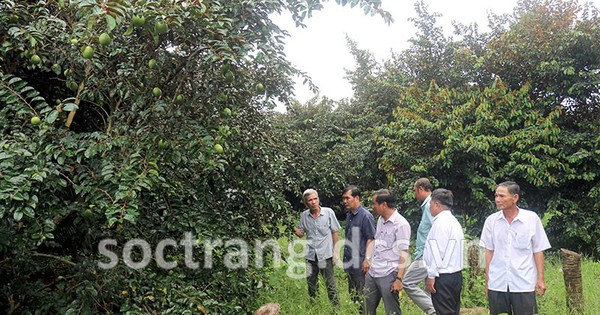 ccb duong minh truong lam giau tu cay vu sua 1731573820878 17315738213901068895931 0 0 419 800 crop 17315740806101760279353