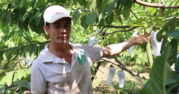 Trồng cây na sầu riêng quả to bự, nuôi bò vỗ béo kiểu gì mà ông nông dân Sơn La bỏ túi hơn nửa tỷ? 6 img0690 1730706889859171690466 245 0 1585 2560 crop 17307071547031374127573