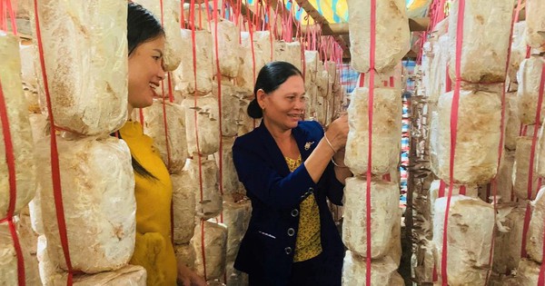 nam bao ngu 3 1732767390424782140373 0 0 529 1011 crop 17327685360621466124669