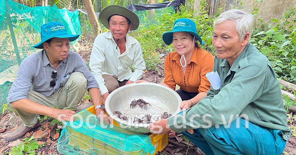 Con động vật hoang dã lắm chân này nuôi thành công dưới tán rừng, dân Sóc Trăng hễ bắt bán là hết sạch 2 nuoi ba khia duoi tan rung 1731569255797 17315692565312117378576 39 0 458 800 crop 1731569707984870284527