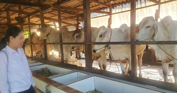 Nuôi bò tuần hoàn ở An Giang là nuôi kiểu gì mà nông dân thu lợi nhuận tăng lên tới 29%? 2 nuoi bo tuan hoan o an giang 1732614283221748120075 0 0 330 630 crop 17326144011181195320674