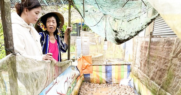 nuoi ech ket hop nuoi luon 2 con dac san binh dan o can tho 1731423186050761609013 44 0 463 800 crop 1731423469483379906190