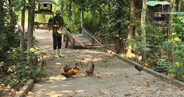 Lạ đời, một ông nông dân nuôi động vật hoang dã cho ăn thóc, ăn ngô, thả bay bớt vô rừng rậm 2 nuoi ga rung quang binh chi de tha bay vo rung 1730767171234715325893 0 0 314 600 crop 17307674033251649753901