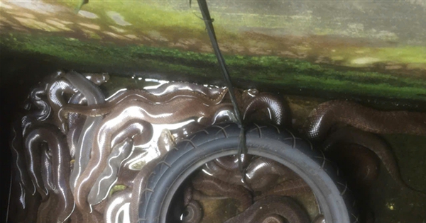 nuoi ran ri voi o hau giang 17308206497192101140689 0 0 301 575 crop 17308208156041602681348