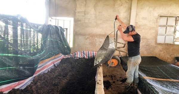 Cho loài gà tre ăn trùn quế, đẻ ra quả trứng bé thôi, anh nông dân Lâm Đồng bán giá cao vẫn khối người mua 1 t3b20241007174411 1732070309169 17320703100811434395049 0 0 524 1000 crop 17320705394001288189117