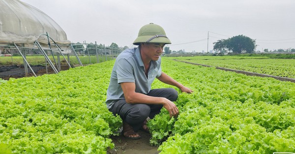 thai binh 1731489333327115889464 0 0 1054 2013 crop 1731489451837801547784