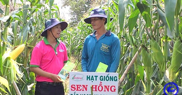 trong bap ban gia bap tang cao chua tung co o tien giang 1732294549166397586763 0 0 314 600 crop 17322947112721907448626