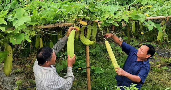 trong muop lay xo 5 17316471528642146502049 53 0 486 827 crop 1731647746106970036520