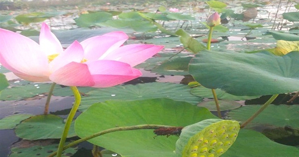 trong sen ket hop nuoi ca dong o hau giang 17319445077382064783337 55 0 356 575 crop 1731944903763133047041