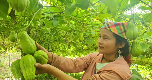 trongsusumucangchai 3 17304691467221630947608 0 0 1340 2560 crop 17304691775002074222966