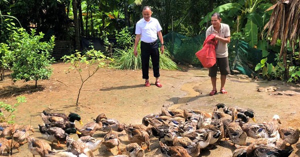 Dân nơi này ở Nghệ An nói lãi to nhờ nuôi con đặc sản thịt thơm, ngọt 9 vit bau dac san 1 1732594484359544877202 60 0 708 1238 crop 17325951530491012507847
