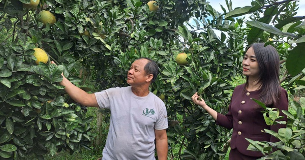 Thái Nguyên: Trên trồng cây ăn quả, dưới thả gà, cây tốt, quả ngọt, cỏ dại biến đi đâu? 8 z5984072744840a97a0cfd7dd75b63c90a1430ffbae944 173063085203089597138 50 0 720 1280 crop 173063090385683641400