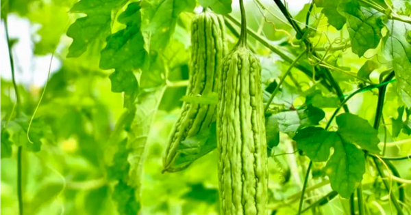 1 12141422 1735119048815 1735119049316988649409 4 0 454 720 crop 17351190863811547110046