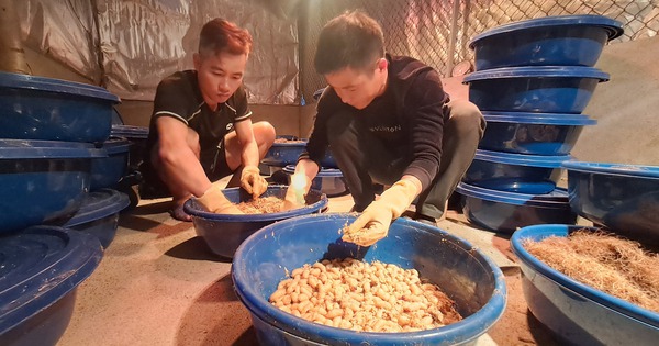 Nuôi con động vật đặc sản được săn lùng, nhóm thanh niên ở Thái Nguyên thu nhập 100 triệu/tháng 13 20241207112534 1733845688453926668206 53 0 1393 2560 crop 17338461235221188348935