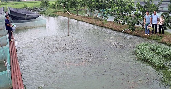 anh 125102024231624722 1735113240373819350342 0 9 899 1447 crop 1735113444826720551172