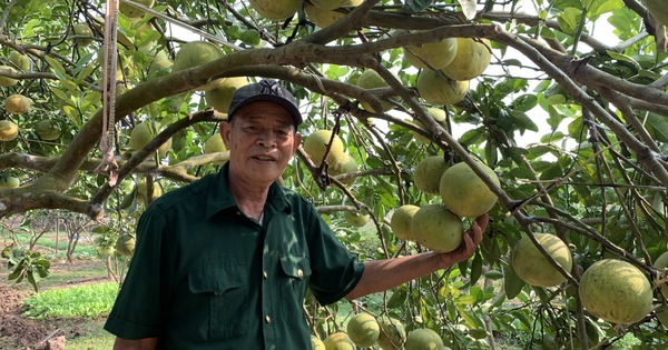 Được vay vốn Quỹ HTND, hiểu kỹ thuật, nông dân Hà Nam trồng trọt, chăn nuôi đều hiệu quả 3 anh 2 bai phu 17334704515211348457185 116 0 916 1280 crop 17334704559491572776470