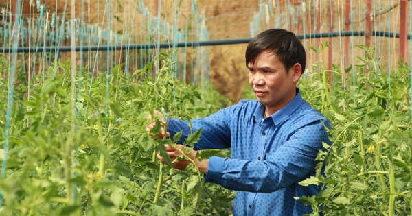Cầm bằng đại học về, anh Cao Bá Quát lên Đà Lạt trồng rau kiểu gì mà bẻ ăn ngay tại ruộng? 6 anh cao ba quat 1 173391419514884919028 8 0 1348 2560 crop 1733914616328283209886