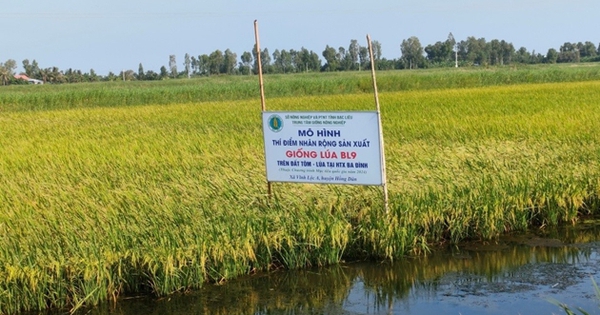 baclieu giongbl9 1735114306327746972848 55 0 449 630 crop 17351144932921510104245