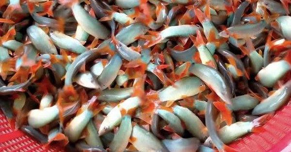 ca heo nuoc ngot 8 1733195743406791374862 378 0 653 526 crop 17331957962301798021103