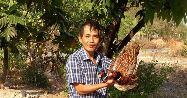 Nuôi chim trĩ đỏ có tên trong sách Đỏ, soái ca nhà người ta ở Bình Phước bán 200.000 đồng/kg 8 chim tri 1733466198719 17334661988531744750739 74 0 577 960 crop 1733466692389144506188