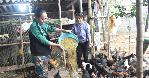 Loại gà này ở Hòa Bình nuôi kiểu gì mà chưa tới tuổi xuất chuồng thương lái đã tìm vào "gạ mua"? 3 dt4122024054dsc046gfgfg6 1734966935828 1734966936554134019595 59 0 687 1200 crop 1734967178904192863412