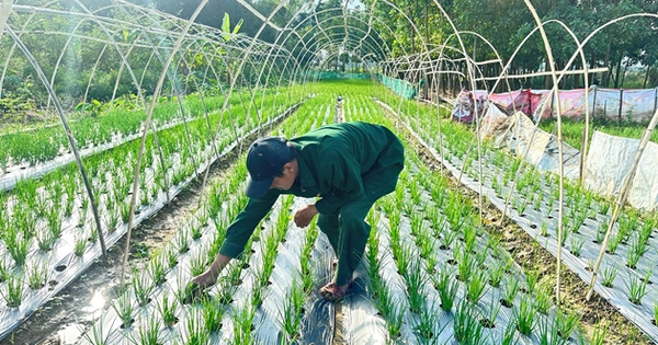 Làng này ở Đà Nẵng trồng thứ rau gia vị gì mà hễ "xước tí da" thơm xa khắp đồng, bán hút hàng? 1 hanh danang 1733156984187865502020 34 0 428 630 crop 1733157469221457603877