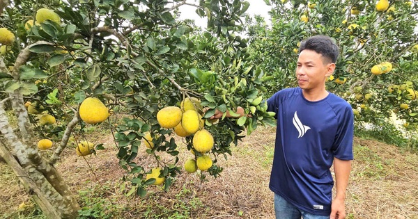 kien vang 8 17355280594511710488487 0 0 598 1143 crop 17355290286811813958580