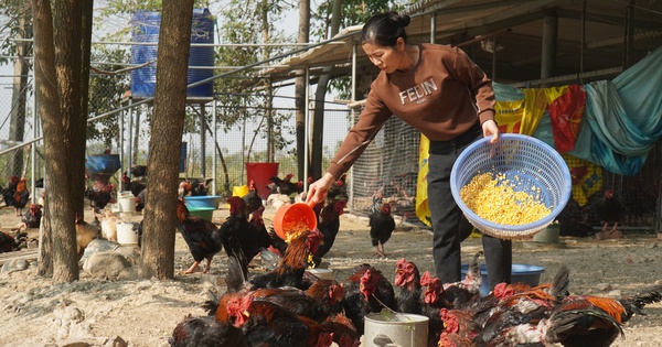 mo hinh nuoi ga ho thuan thuong pham 1 1735531446067379380056 0 0 3141 6000 crop 1735531533972847262435